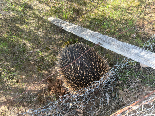 Eastern Short-beaked Echidna