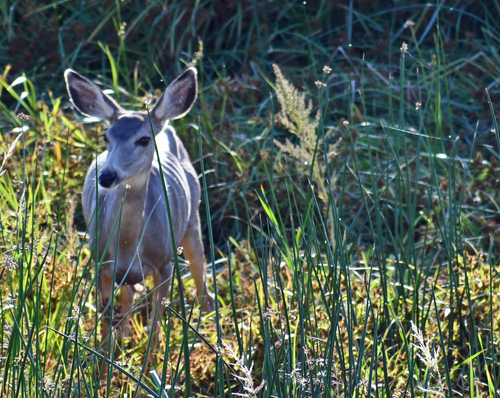 Rocky Mountain Mule Deer