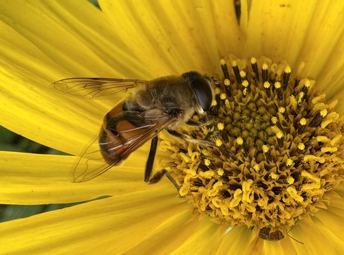 Common Drone Fly