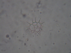 Hydrodictyaceae