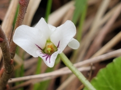 Viola renifolia