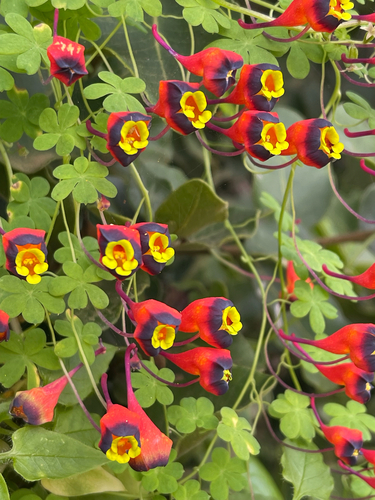 Tropaeolum tricolor, photograph 6