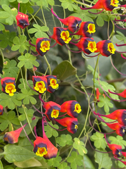 Tropaeolum tricolor, photograph (c) Gaston Carvallo B., some rights reserved (CC BY)