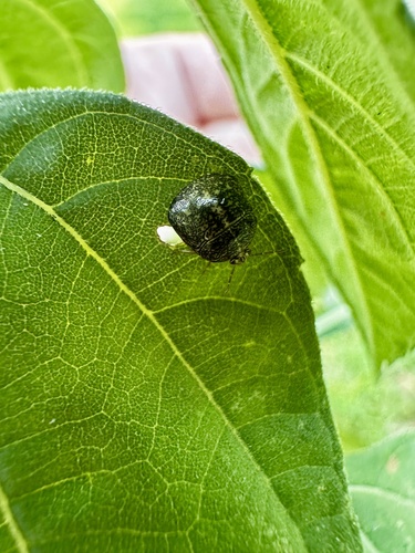 Kudzu Bug