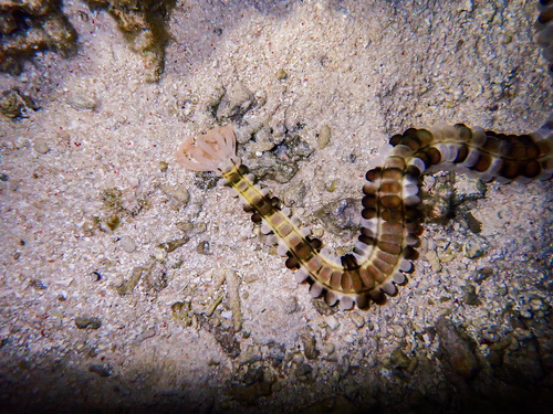 Euapta godeffroyi observed 2026-09-19