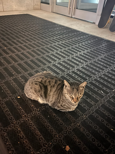 Domestic Cat