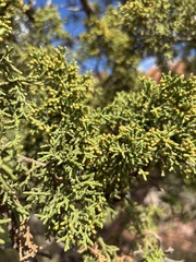 Juniperus monosperma