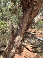 Juniperus monosperma, photograph (c) Sara Niemuth, some rights reserved (CC BY)