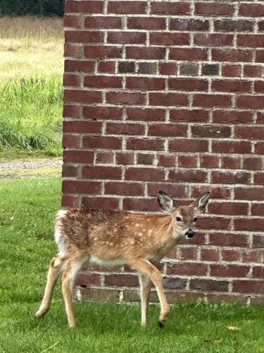 White-tailed Deer