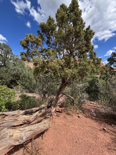 Juniperus monosperma, photograph 3
