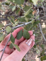 (c) Sara Niemuth, some rights reserved (CC BY) Cercocarpus montanus, photograph (c) Sara Niemuth, some rights reserved (CC BY)