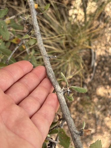 Cercocarpus montanus, photograph 6