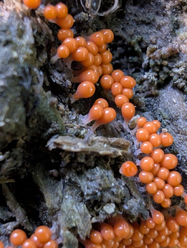 salmon-eggs