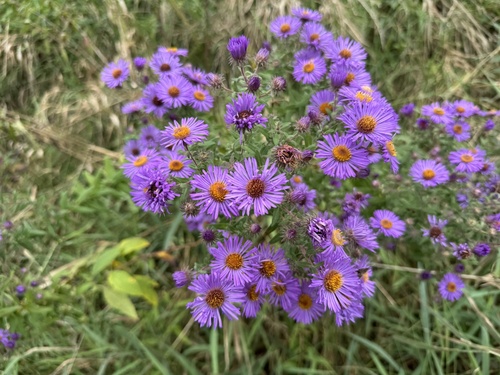 New England aster