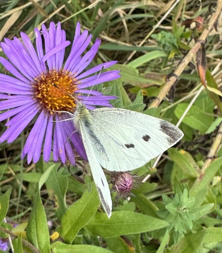 Small White