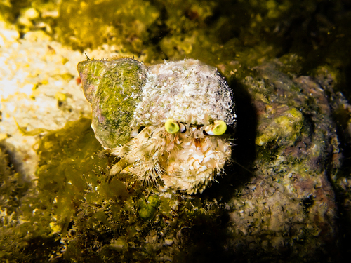 Dardanus deformis observed 2026-09-20