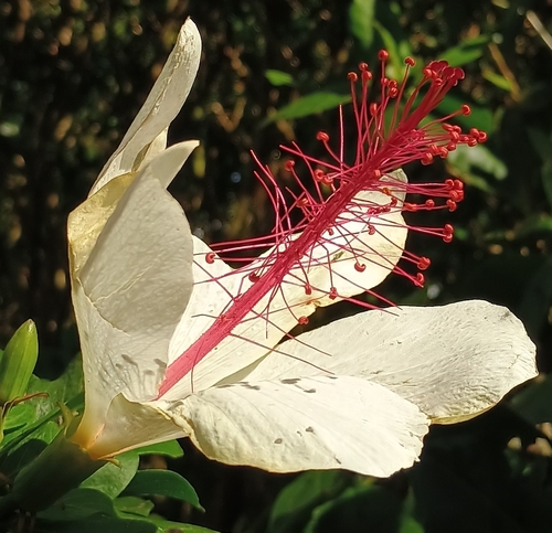 Hibiscus arnottianus observed 2026-09-20