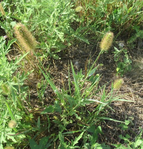 Setaria parviflora, photograph 6