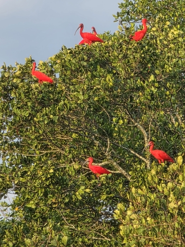 Scarlet Ibis