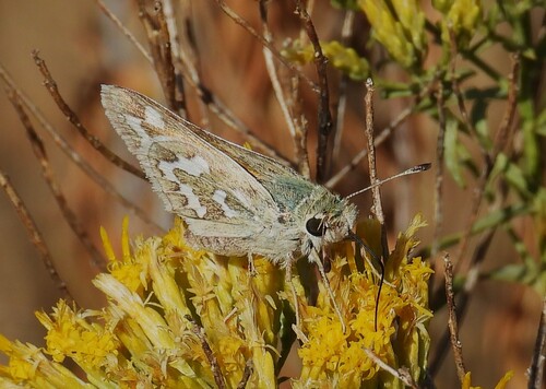 Juba Skipper