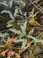 Salix candida