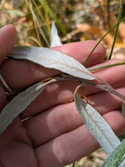author not stated, no rights reserved Salix candida, photograph author not stated, no rights reserved