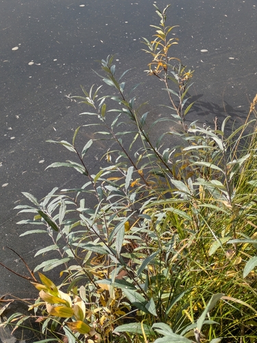 Salix candida, photograph 3