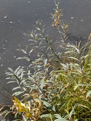 author not stated, no rights reserved Salix candida, photograph author not stated, no rights reserved