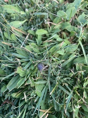 Armadillidium vulgare