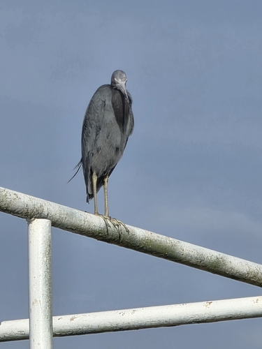 Little Blue Heron