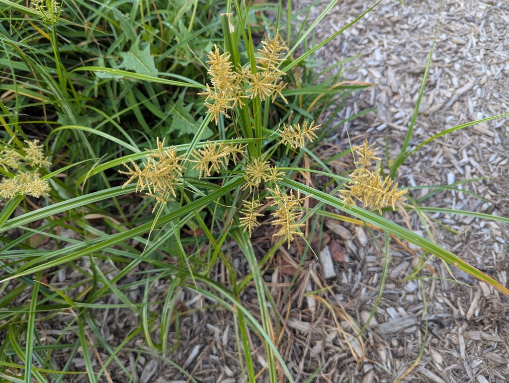 Cyperus esculentus; photograph (c) John Brew, some rights reserved (CC BY)