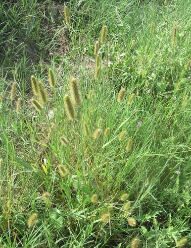 Setaria parviflora, photograph 5