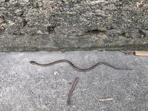 Military Ground Snake