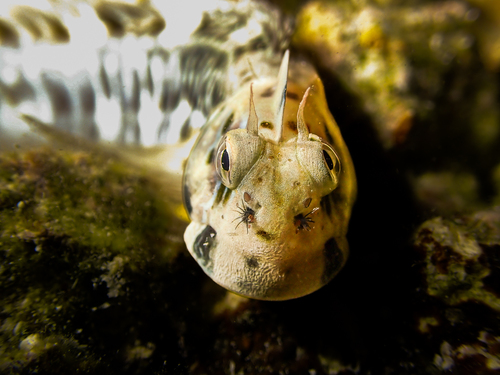 Istiblennius edentulus observed 2026-09-20