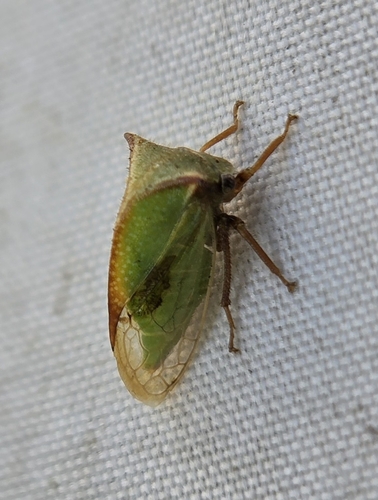 Stictocephala basalis