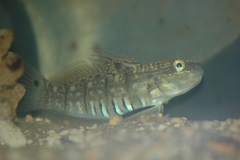 Amblygobius semicinctus