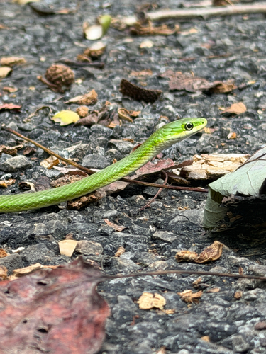 Rough Greensnake