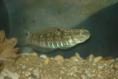 Amblygobius semicinctus