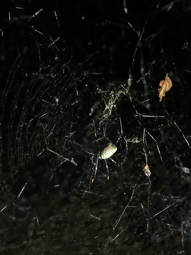 Joro Spider