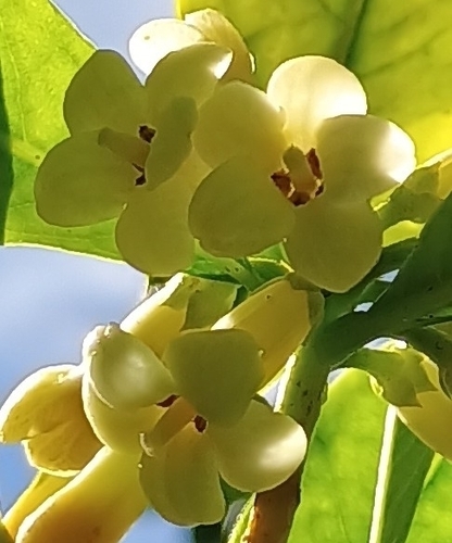 Pittosporum glabrum observed 2026-09-20
