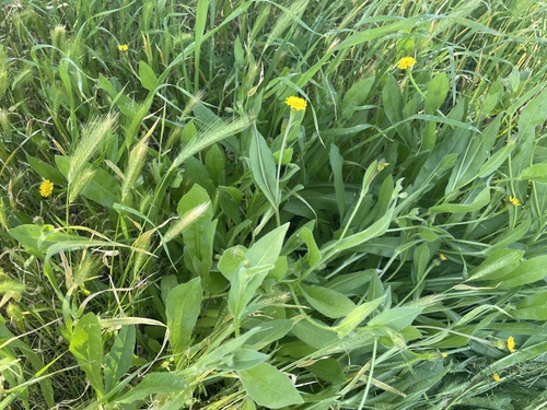 Cretanweed