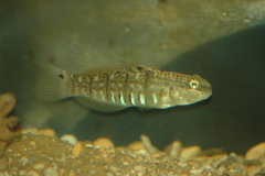 Amblygobius semicinctus