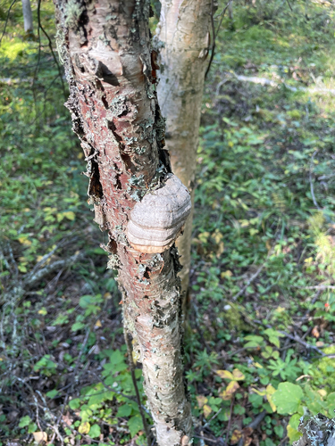Tinder Polypore
