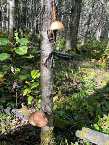 birch polypore