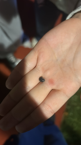 Common Pill Woodlouse