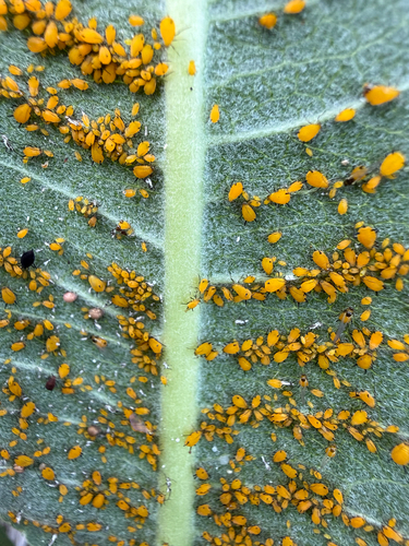 Oleander Aphid
