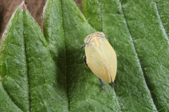 Scorlupella discolor