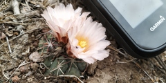 Thelocactus hexaedrophorus hexaedrophorus