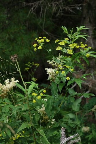 Bupleurum aureum, photograph 6