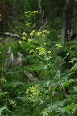 Bupleurum aureum, photograph (c) Oleg Kosterin, some rights reserved (CC BY)